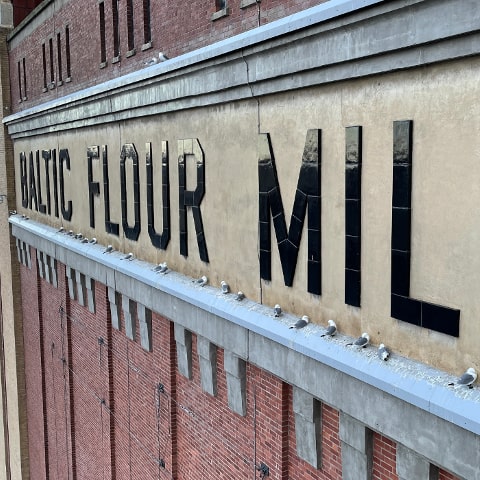 Kittiwakes perched at The Baltic